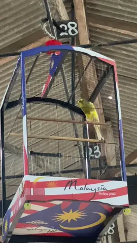 Anggora masih 1,1 #kenarimaniaindonesia #kenarimania #kenari #kenariindonesia #kenarigacor 