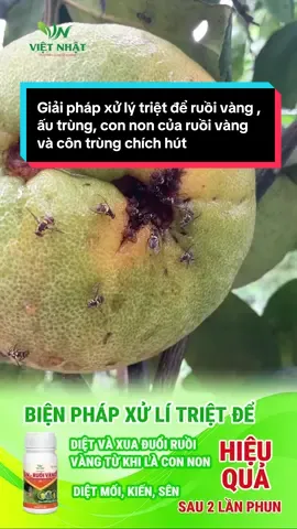 Đừng để ruồi vàng phá hoại vườn trái của bà con, hãy mua ngay VN-RUỒI VÀNG ngay#nongnghiep #nongnghiepsach #xuhuong #xuhuongtiktok 