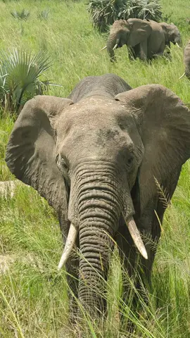 #africanelephant #Bestsafaricompanyuganda #besttourcompany #mzuriafrikanasafaris #tourguide 