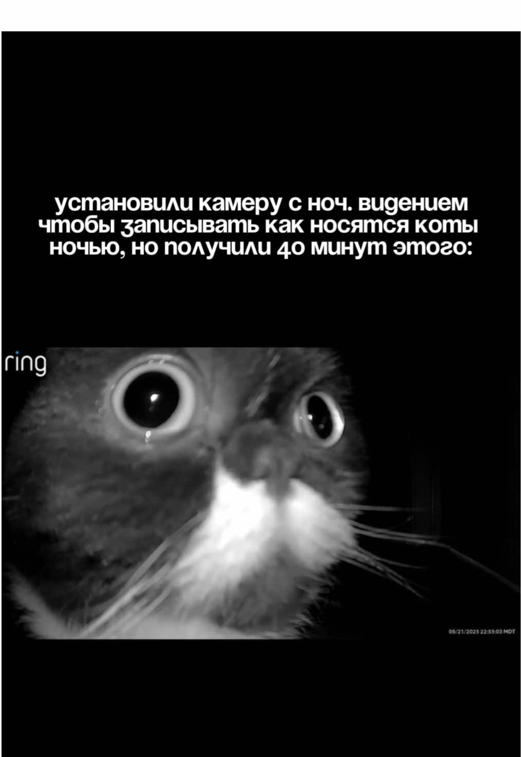 Говорят коты не с нашец планеты, в целом, мы согласны 🥺