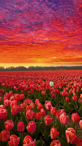 You are my only love✨ #sunset #fyp 