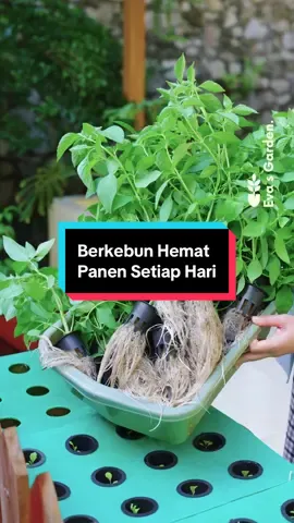 Ini bukan sekadar buat yang ikutan tren doang, tapi beneran ada gunanya, terutama untuk yang pengen mandiri pangan, hemat pengeluaran, atau coba bisnis kecil-kecilan. Satu paket lengkap sudah termasuk, netpot, media tanam rockwool, nutrisi AB Mix, benih sayur, plus panduan lengkap untuk pemula. #hidroponik #hidroponikpemula 