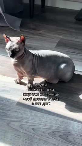 Шучу она уже привыкла к жаре в Египте #сфинкс #лысикоти #кошка #лысипопи #животные 