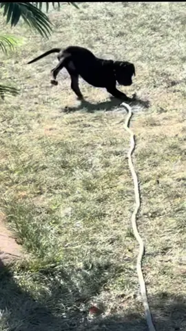 Not a Rottweiler… a certified water serpent 💦🐍 #G#GermanPawSquadS#SnakeTokD#DogTokF#FunnyDogVideoFYP