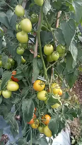 #petani muda#fyppppppppppppp #fypシ゚viral 