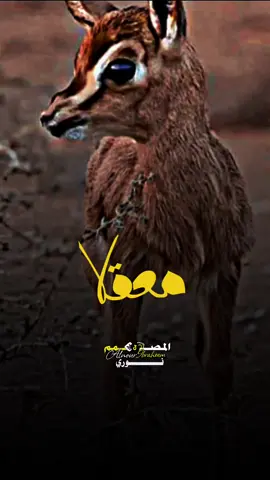 حلا الغزالة ألفي كتافها معقلا♥️#مديح_سوداني #مدح_ف_حب_رسول_الله #صلوا_على_رسول_الله #تصاميم_فيديوهات #مرحبا_بالمصطفي_يامسهلا 