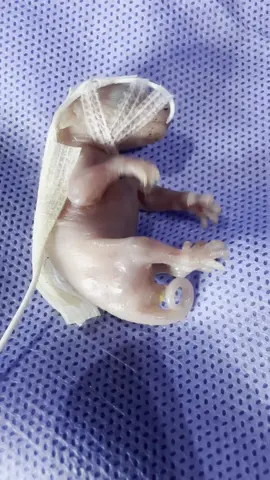 Capture beautiful moments with a newborn squirrel picked up on the side of the road #animalsoftiktok #thank #thank #animals #fyp #loveanimal 