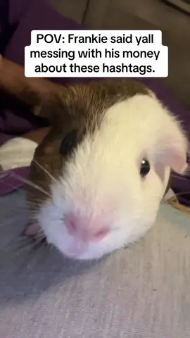 #fyp #foryou #guineapigs #guineapigsoftiktok #smallpetsoftiktok #sweetanimals #exoticpets #drdolittle #funnyanimals