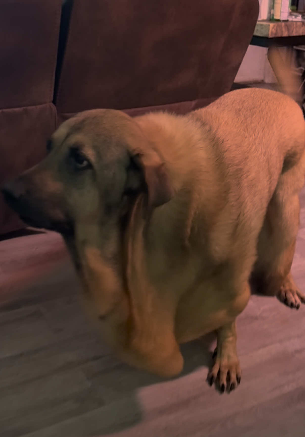 #eds #dogtok #dogsoftiktok #doggo #cutestpets 