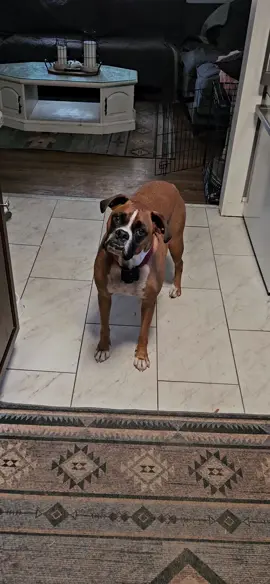 #ketodiet #troopertheboxer #boxerdog #boxersoftiktok #dogsoftiktok 