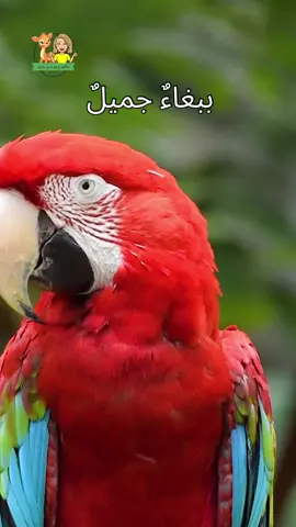 🌴🎶 نَمشي في الأدغال… مَن يُرافِقُنا؟ 🐒🦜🐆🐸 Let’s walk in the jungle… who will join us? 🌟 #نمشي_في_الأدغال #ReemsWorld #KidsSongs #fyp #explore