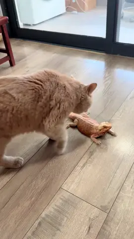 #fypシ #fyp #cat 