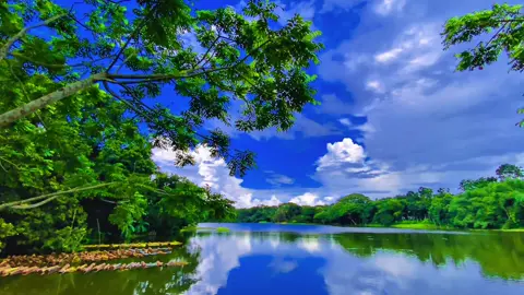 সবুজ গাছ আর নীল আকাশের অপুরূপ দৃশ্য 😊🌿#sky #প্রকৃতি #viral_video_tiktok #anfeezemyaccont #foryoupageofficiall @kamrul_f5 