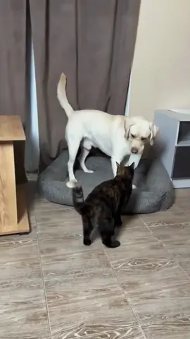 Try not to laugh 😂😂😂 #funny #animals #funnypets #haha #dog 