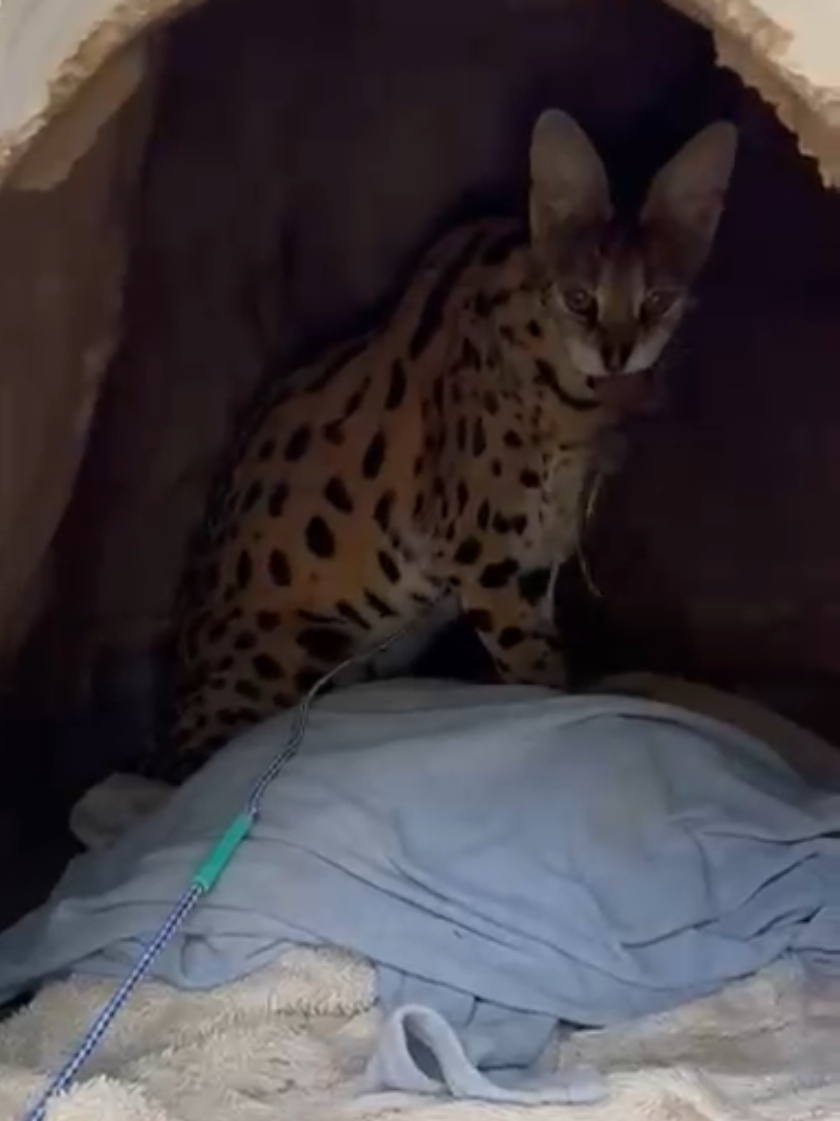 Shhh...just let it happen🤫🐾 Disclaimer: The animal featured in this video is a rescue under the care of our trained volunteers and staff at the sanctuary. These animals are not pets, and we do not encourage or condone contact with wildlife. Please respect their natural behaviors and habitats. #animaltracksinc #keeptheworldwild #animalrescue #animalsanctuary #serval 