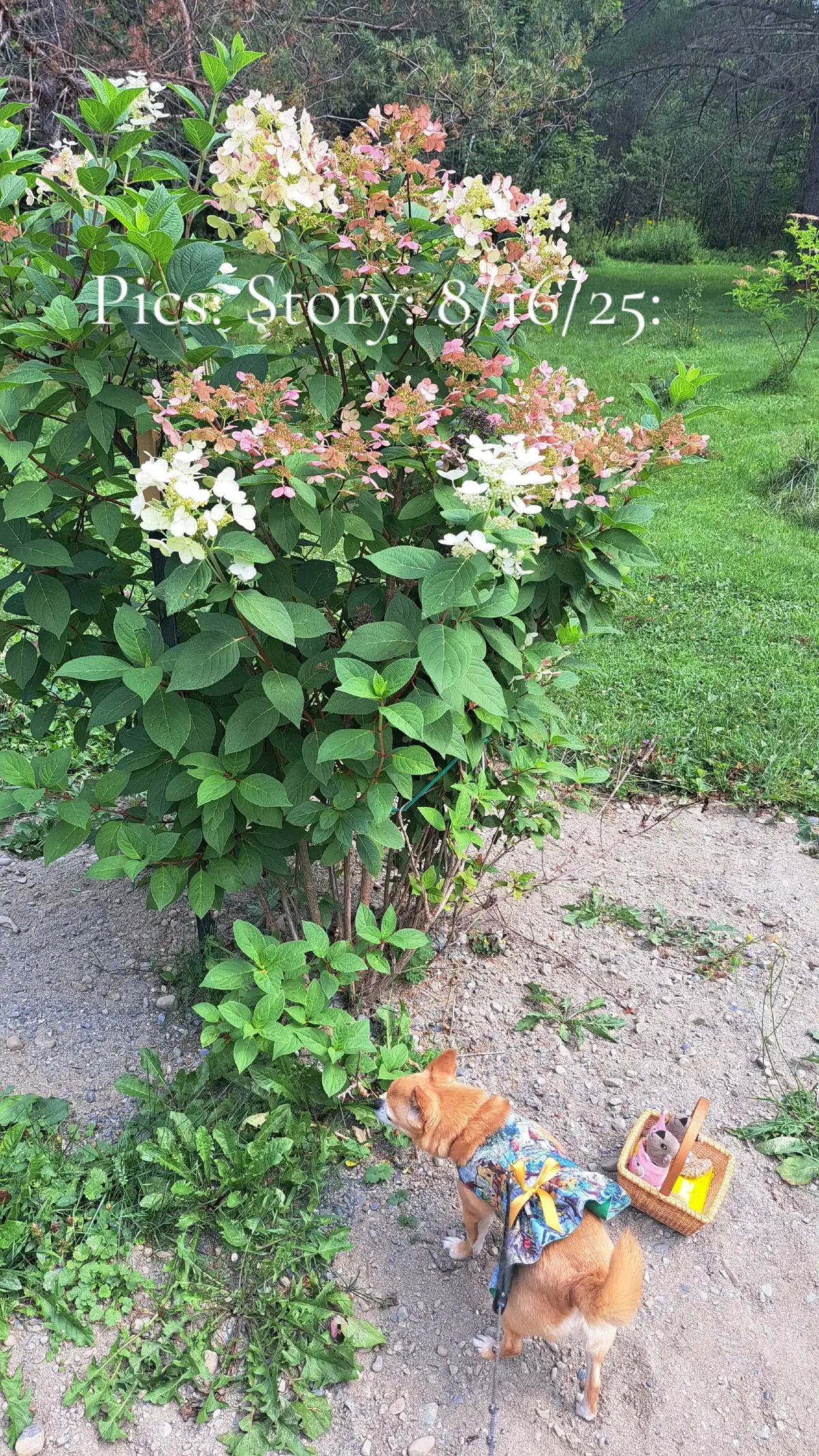 Pics: Flowers & Fruit Come along with the Princess, Annie, Natalie, & I as we visit Heidi, Penelope, & Albert.