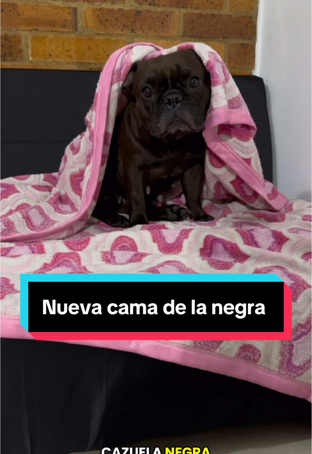 Cama para perros #negra #cama #crear #restaura #beforeafter 