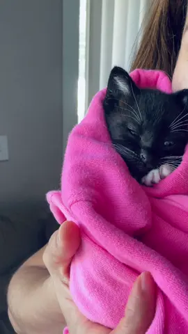Demasiado amor 💞🌸#catlovers #kitty#fyp #fypシ #tiktok 