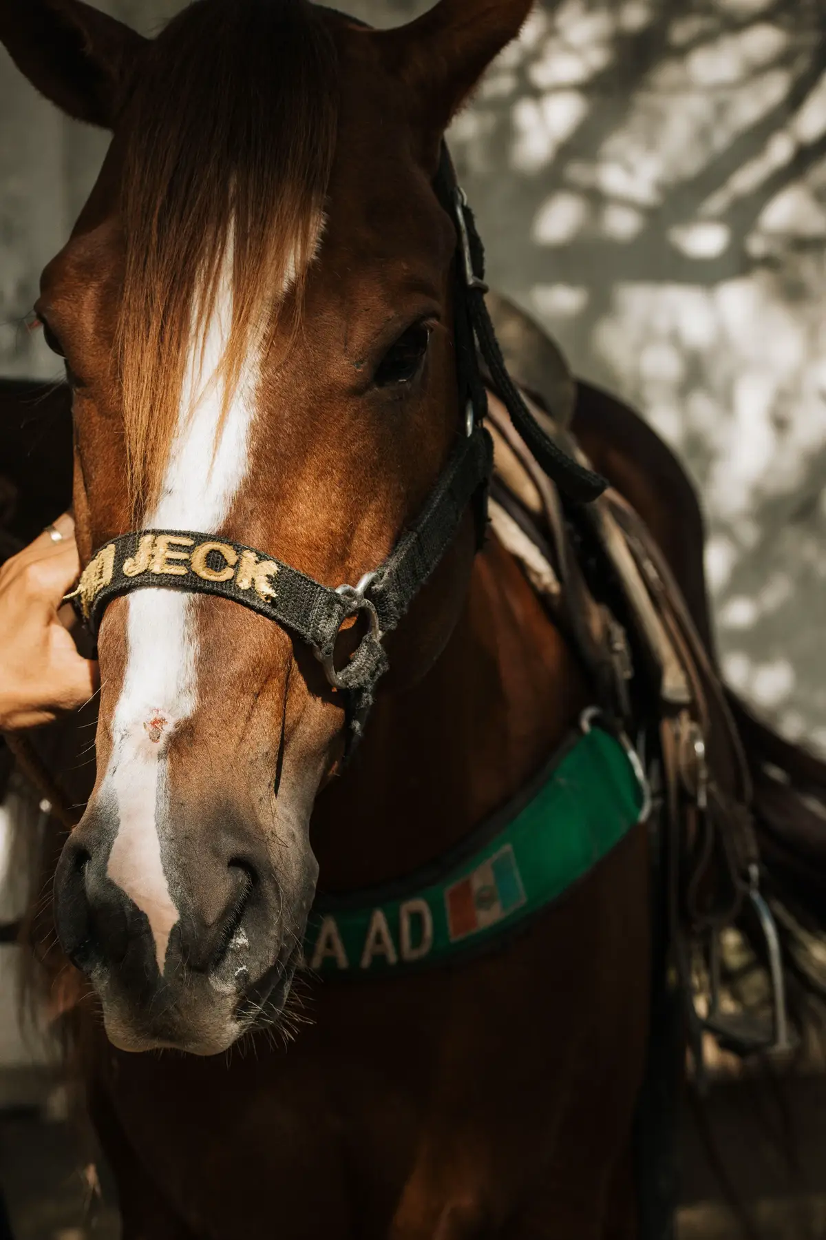 Nosso Atleta e garanhão que vem pra somar no nosso @grupo_muganga 🙏🏽❤️ #fauzijeck
