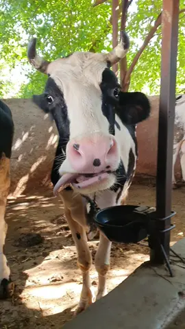 Funny animals | part 40😆😆😆#funnyanimals #fypシ #foryoupage #foryou 