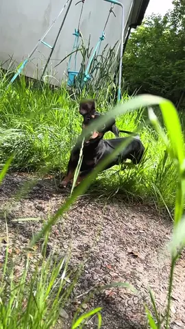 #CapCut #miniaturedachshund #dogsoftiktok #dog