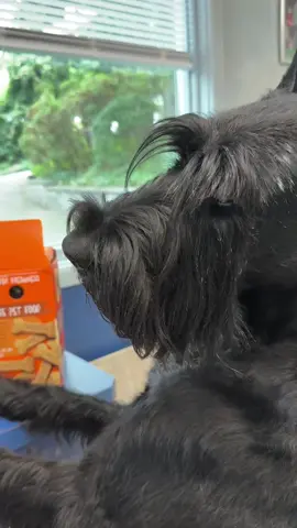 Me: you’ve already had 20 cookies and skipped breakfast! Desi: 🐶👀🍪 …Guess who won the argument? 🤦🏻‍♀️❤️ #CookieMonster #SchnauzerLife #skylinegiantschnauzer 