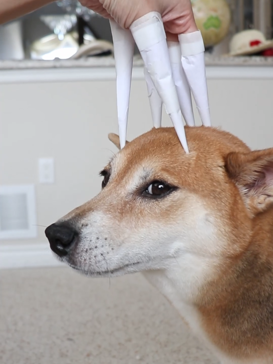 She did not like my witch talons🥲 . #cutedog #dogtok #dogsoftiktok #doglovers #foryou 