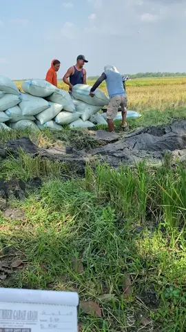 #gabahbalap🌾 #fyppppppppppppppppppppppp #fypシ゚viral #bakolgabah #maxxi 