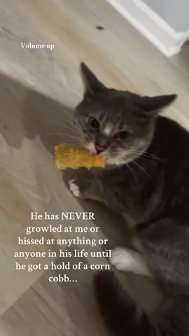 He keeps me entertained for sure. #catsoftiktok #catstealingfood #viral #tiktok #cattalking 