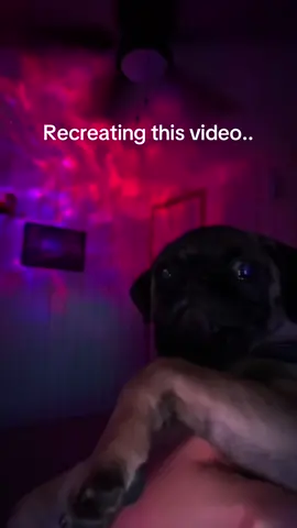 #fyp #viral #viraltiktok #pug #dogsoftiktok 