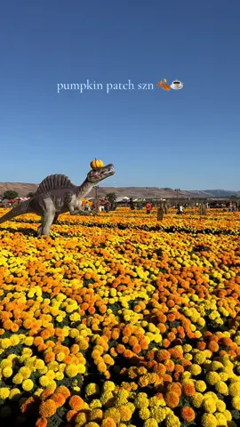 my fav one so far!!  📍Spina Farms, Morgan Hill CA  #fall #pumpkinpatch #october 