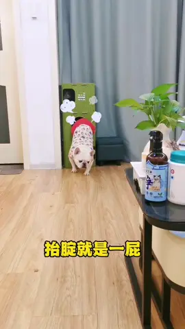 这个坏心眼子的！让它逮着机会把猫整个一窝端了！#dog #cat #funny #cute #FrenchBulldog #萌宠出道计划 #法斗蠢萌 #搞笑萌宠 #猫狗双全 #猫狗大战日常 