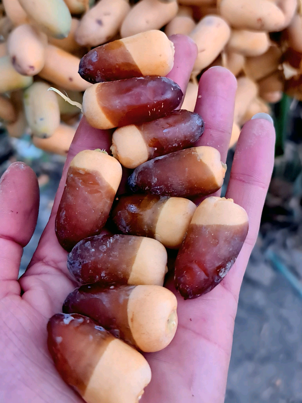 ما هو نوع هذهِ النخلة 🌴؟ #العراق #نخل #البصرة #نخلة #العراق_بغداد 