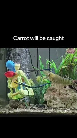 Carrot AND chicken was caught! Good job prawn #prawns #weirdpets #aquarium #fypシ #jet2holidays 