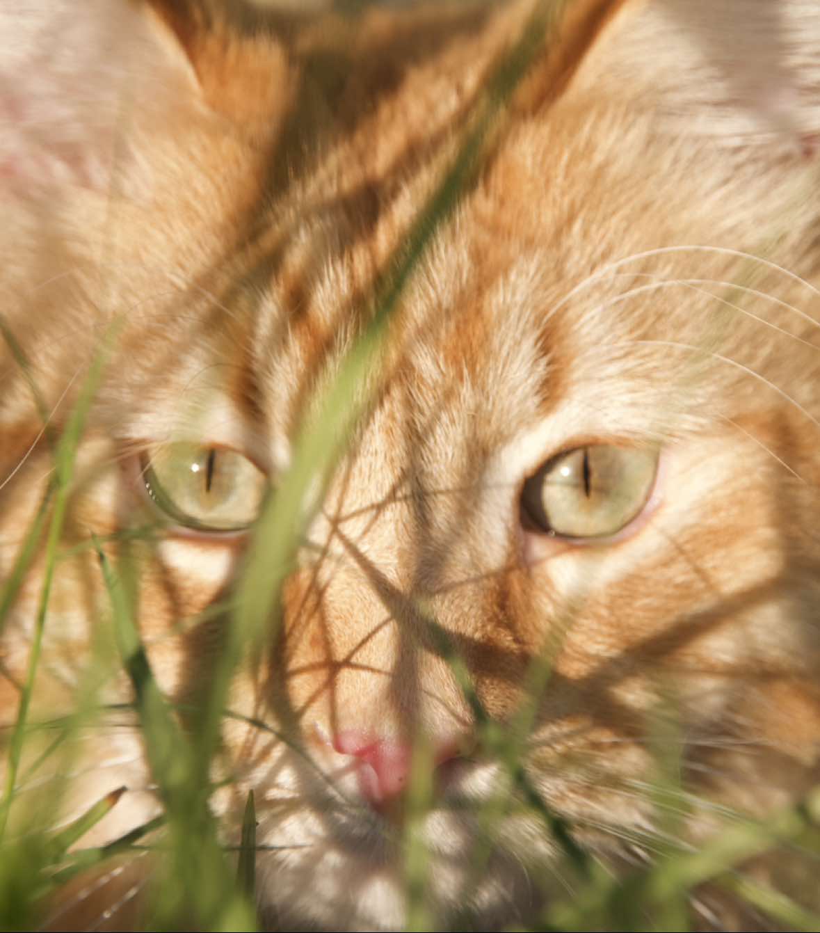 #whenthesunhits #slowdive #camera #cat #orangecat #music #cinematography #photography #newaccount #video #canoncamera #real #kitty 