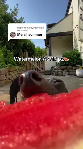 Replying to @haleyybaylee back at it with the watermelon ASMR #asmr #italiangreyhound #fyp 