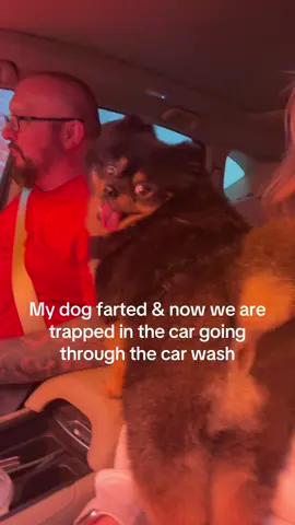 Was trying to spoil him & take him on a fun car ride with us 😷😖💩SMH #dogsoftiktok #funnyvideos #pomeraniansoftiktok #funnydogs #farts
