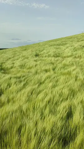 البطانة وجمال الخريف #اكسح امسح#دراعه #بوادره_فصيله_نادره🌿💞✊✨ #قضارف_الخير☁️🌨 