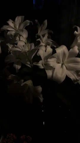 #lilies #flowers #aestheticvibes #vibe #dark 