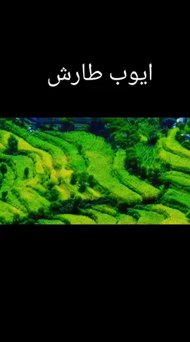 #الطير #المهاجر🦅🦅 #المهاجر🦅🦅  #ايوب_طارش-عبسي  #اشكي_لمن 