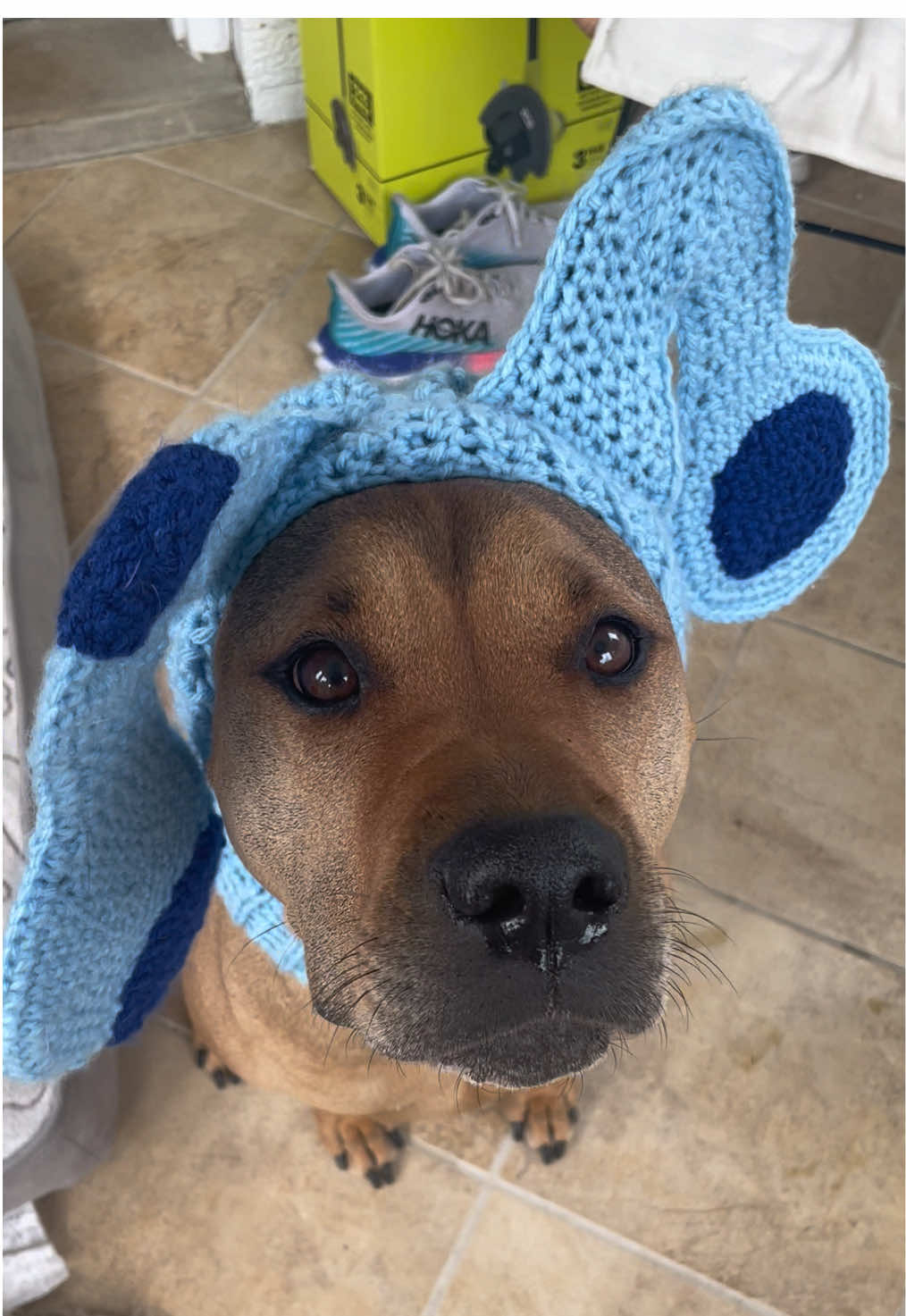 We’re gonna play Blues Clues cause it’s a really great game 🎶💙#bluesclues #steve #chanceinhats #catsinhats #crochetcathat 