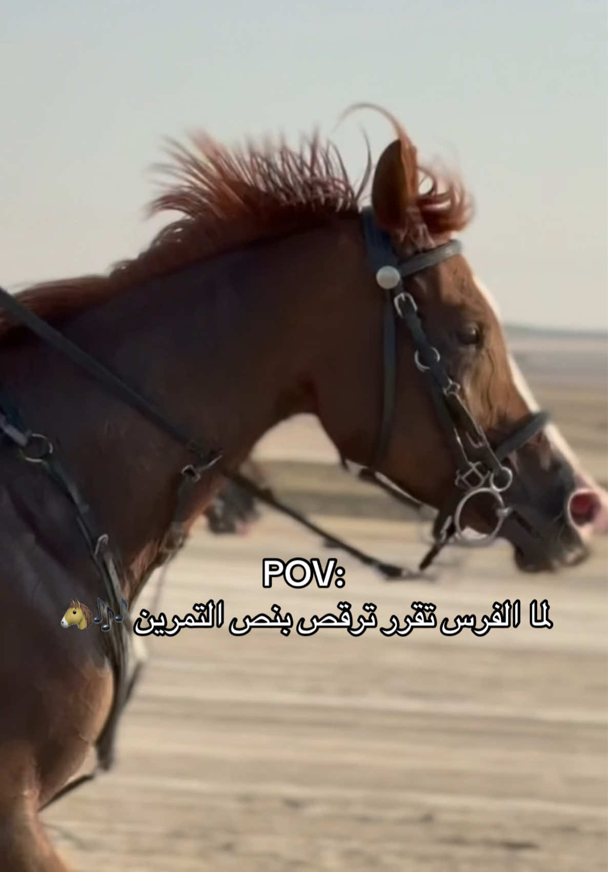 ماشاء الله 😍 تغيّر جو شوي 🔥 #تدريب_ركوب_الخيل #خيل_وخياله🐎 #اسطبل #مدربة_فروسية_بحرينية #fypシ 
