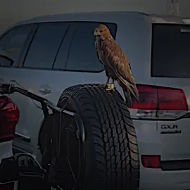 Foryou🖤-#h4styar_13 #foryou #fyp #viral #foryoupage 