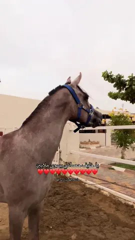عشقي أنا ❣️🥹#تالا_الثّقفي🐎🤎 #foryou #fyp #foryoupage #oops_alhamdulelah #مربط_العدل_الطائف #حصاني🐎 #اذكروا_الله 