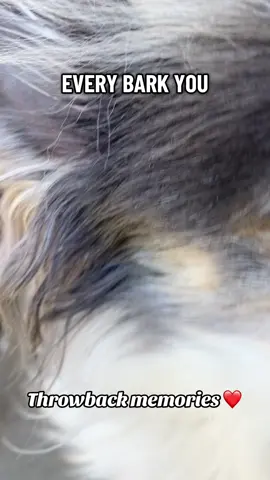 #creatorsearchinsights cute dog moments that will melt your heart!! #cutedog #cutedogs #adorabledogs #cutepets #dogsoftiktok #puppylove 