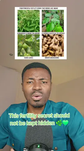 Female fertility can be boosted naturally with powerful herbs 🌿💚. This blend of scent leaf, alchornea, ginger, and guava leaves supports ovulation, strengthens the womb, and balances hormones — helping women conceive naturally. Share this with a sister, wife, or friend who needs it. From Ghana 🇬🇭 to the world 🌍✨  #DrNimoh  #FemaleFertility #NaturalFertility #HerbalRemedies #HerbalMedicine @NIWAT SCIENTIFIC HOSPITAL @ERIC YEBOAH 