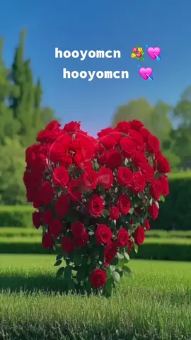 #nolosheyda❤💯 