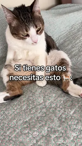 Si tienes gatos necesitas esto 🐈 Un bebedero automático 💦 #viral #parati #viralvideo #michis #gatosfelices #gatos #michilover 