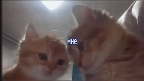 #рекомендации #апфс #максимфисенкопапа #апфс #апфснормтема #рек 