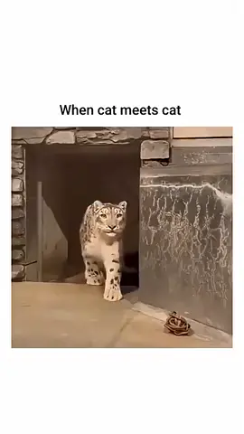 When two most beautiful animals meet